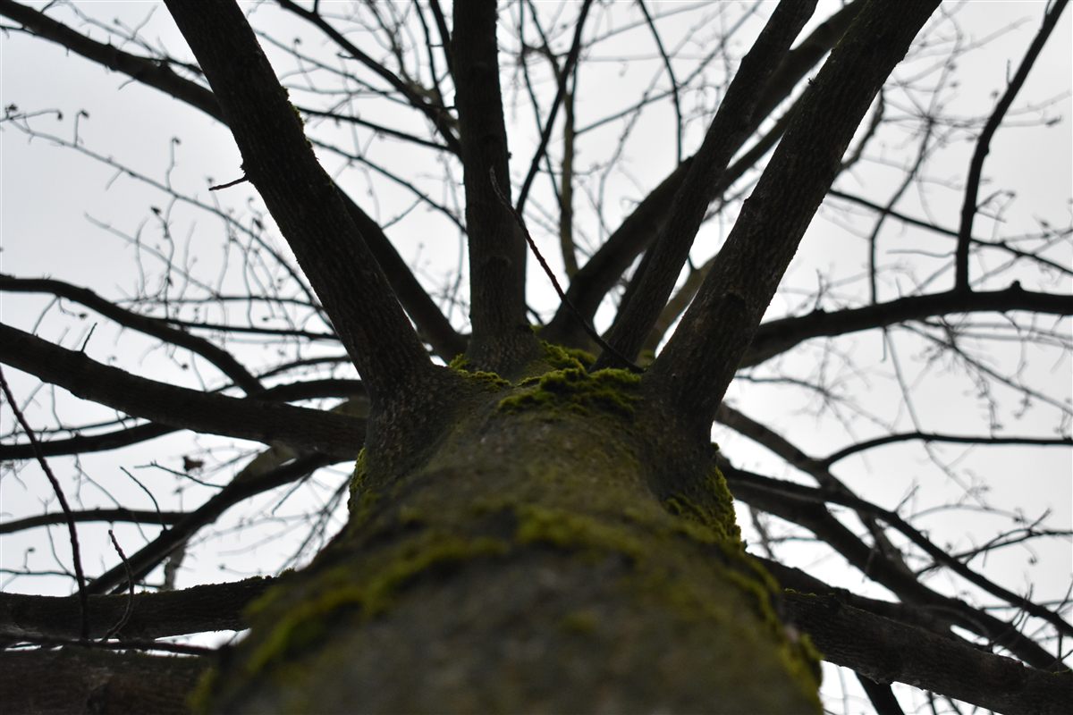 Nature photo 04