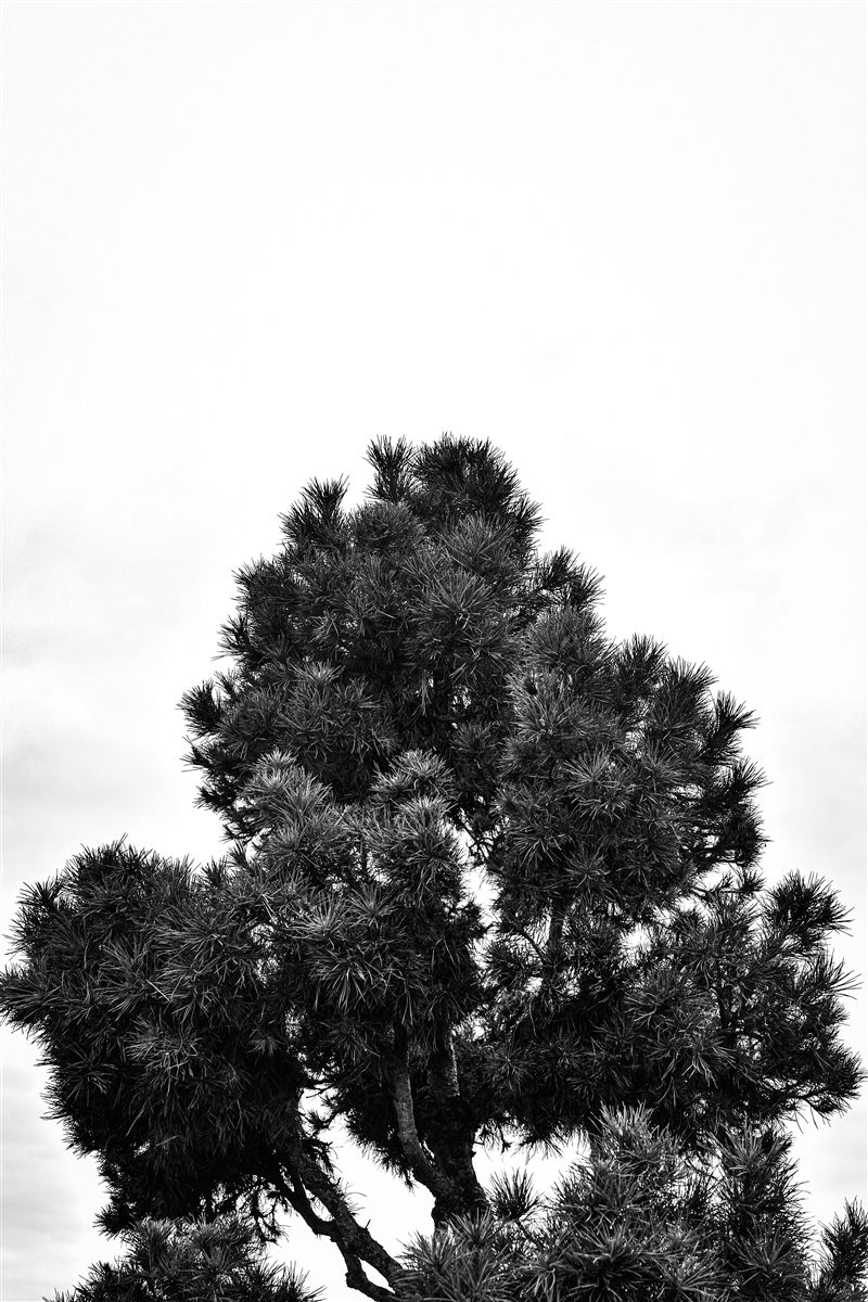 Nature photo 05