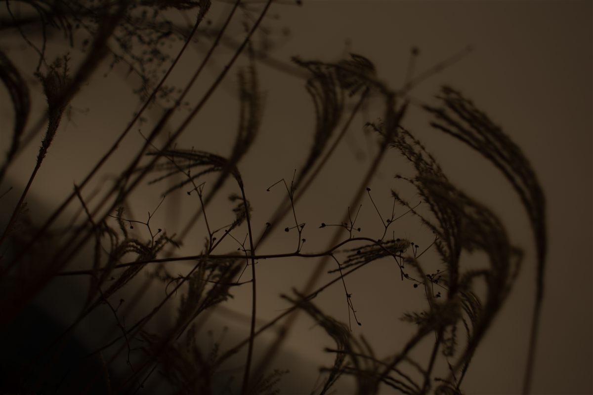 Nature photo 01